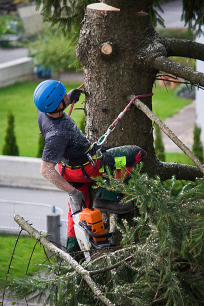 Best Fruit Tree Pruning  in Peach Springs, AZ